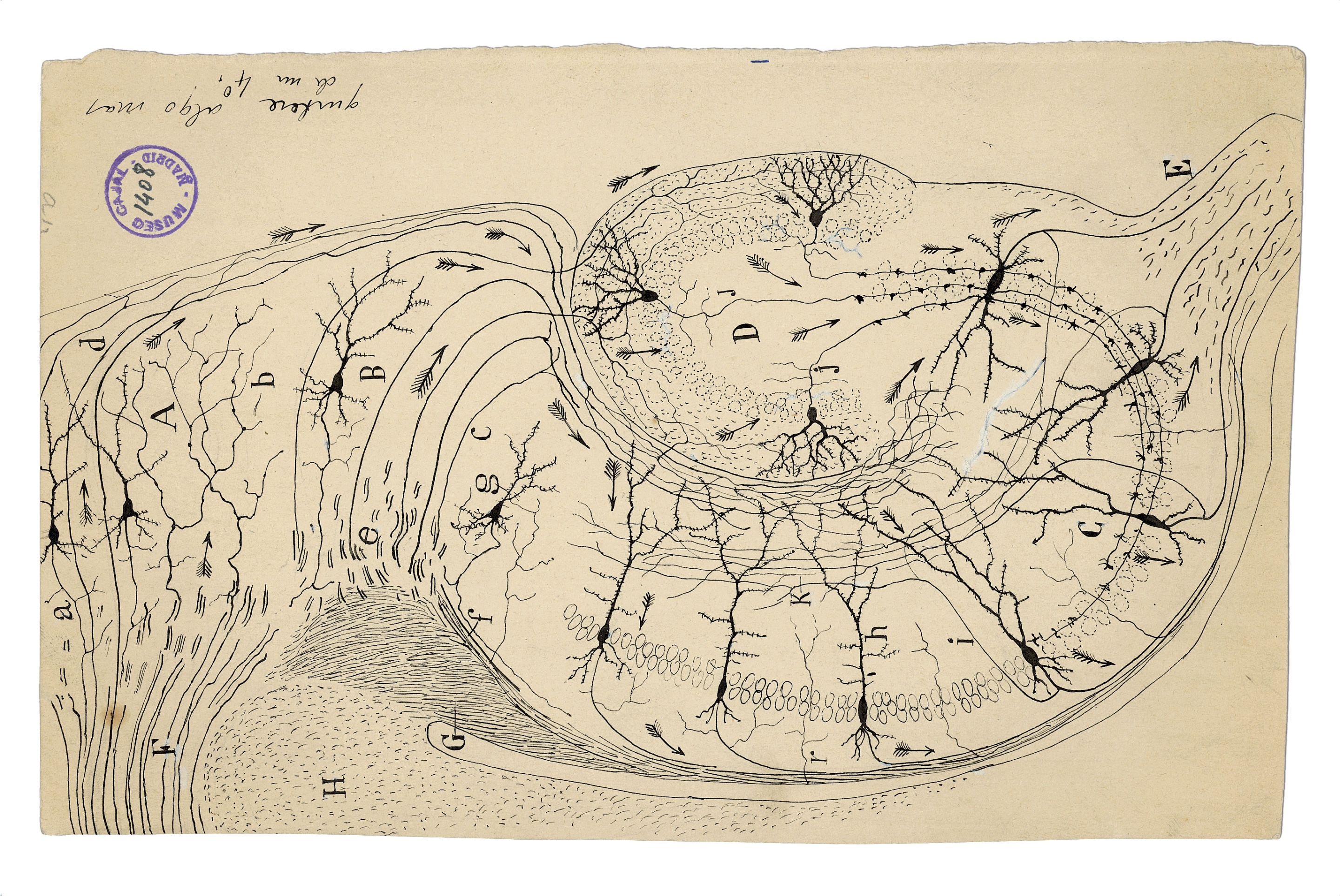 Drawing of neural circuits by Santiago Ramón y Cajal